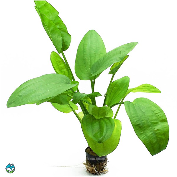 榄仁叶皇冠草-4