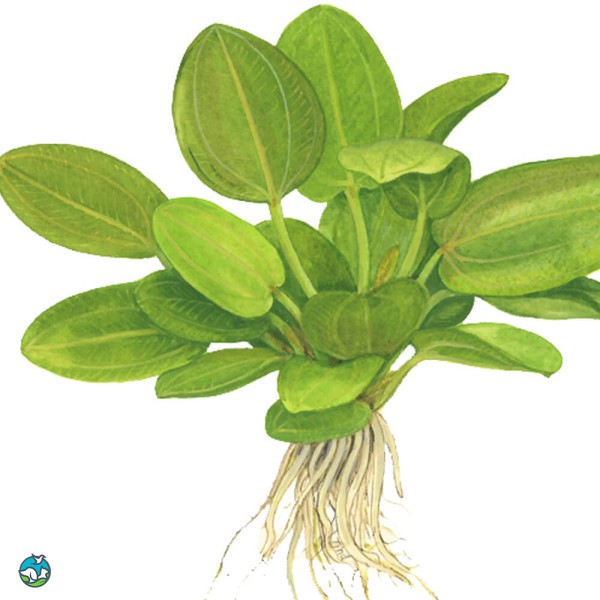 榄仁叶皇冠草-5