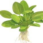 榄仁叶皇冠草-缩略图-5