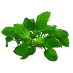 榄仁叶皇冠草-缩略图-7