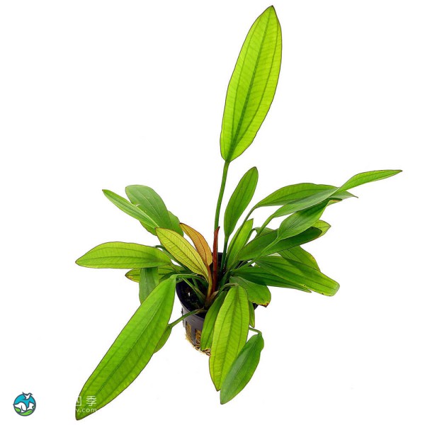榄仁叶皇冠草-8