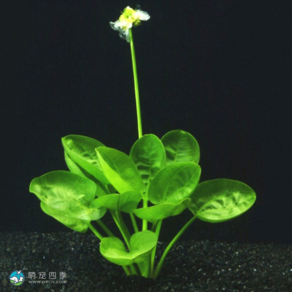 榄仁叶皇冠草-9