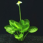 榄仁叶皇冠草-缩略图-9