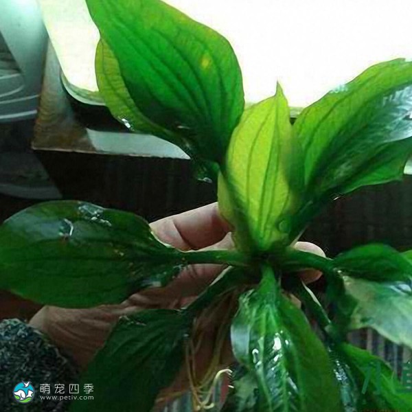 榄仁叶皇冠草-10