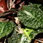 浪琴椒草-缩略图-1