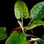 浪琴椒草-缩略图-2