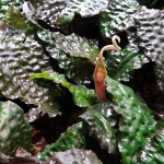 浪琴椒草-缩略图-3