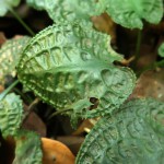 浪琴椒草-缩略图-4