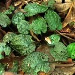 浪琴椒草-缩略图-5