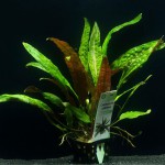 凤梨椒草-缩略图-1