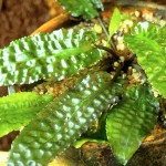 凤梨椒草-缩略图-2