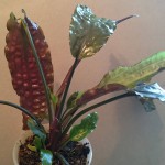 凤梨椒草-缩略图-3