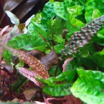 凤梨椒草-缩略图-4