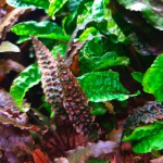 凤梨椒草-缩略图-5