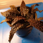 凤梨椒草-缩略图-6