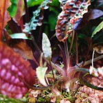 凤梨椒草-缩略图-7