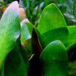 舌头椒草-缩略图-1