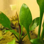 舌头椒草-缩略图-2