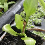 舌头椒草-缩略图-3