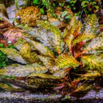 虎斑椒草-缩略图-1