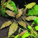 虎斑椒草-缩略图-2