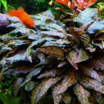 虎斑椒草-缩略图-3