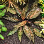 虎斑椒草-缩略图-4