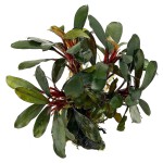 辣椒榕草-缩略图-1