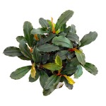 辣椒榕草-缩略图-2