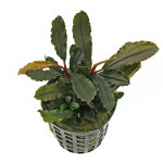 辣椒榕草-缩略图-3