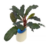 辣椒榕草-缩略图-4