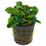 辣椒榕草-缩略图-5