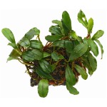 辣椒榕草-缩略图-6