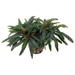 辣椒榕草-缩略图-7