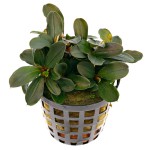 辣椒榕草-缩略图-8