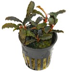 辣椒榕草-缩略图-9