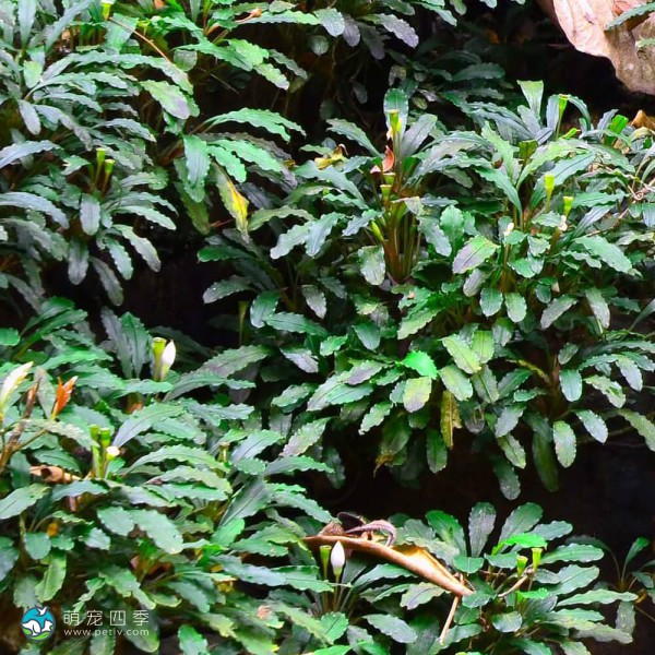 辣椒榕草-10