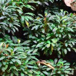 辣椒榕草-缩略图-10