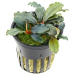 辣椒榕草-缩略图-11