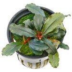 辣椒榕草-缩略图-12