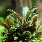 辣椒榕草-缩略图-14