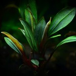 辣椒榕草-缩略图-15