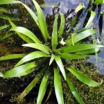 飞天章鱼草-缩略图-1