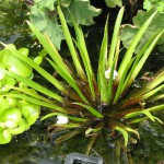 飞天章鱼草-缩略图-2