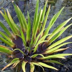 飞天章鱼草-缩略图-3