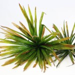 飞天章鱼草-缩略图-4