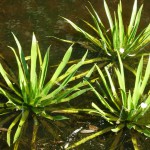 飞天章鱼草-缩略图-5