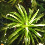 飞天章鱼草-缩略图-6