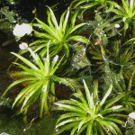 飞天章鱼草-缩略图-7