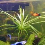 飞天章鱼草-缩略图-9